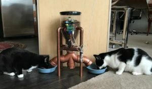 automatic cat feeders