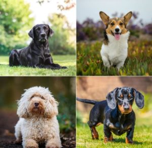 dog breed and species